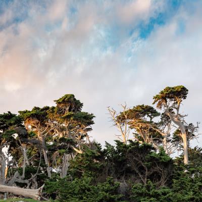 Monterey Cypress Trees illuminated by the morning light